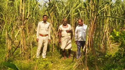 Elephants trampled and ate sugarcane and paddy crops on the third night as well.