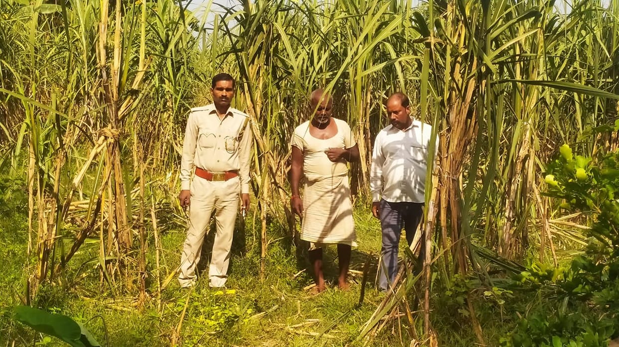 Elephants trampled and ate sugarcane and paddy crops on the third night as well.