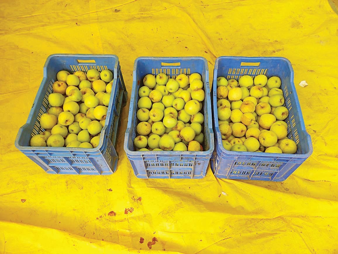 Golden apple reached the markets, got better prices