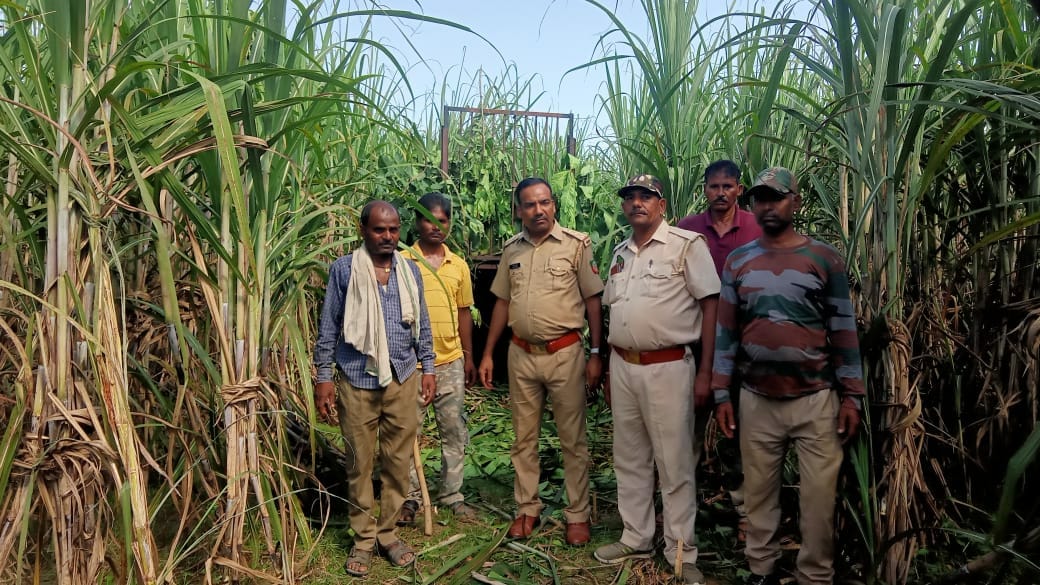 Forest department installed cage in tiger affected grunt number three