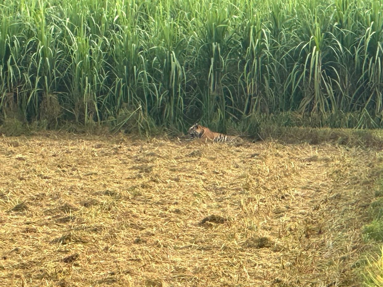 Tigress seen roaming in Indira Nagar village
