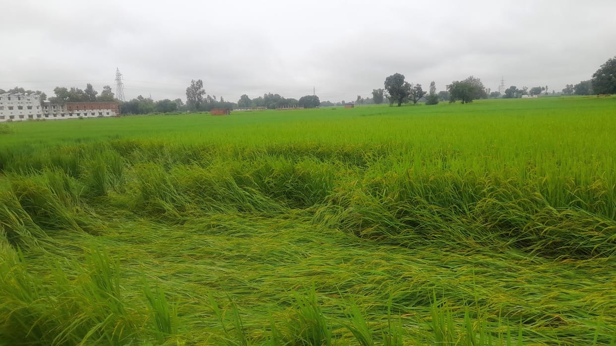 Wind and rain destroyed paddy crop