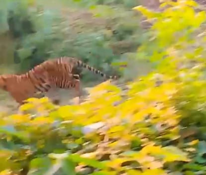 Forest Minister changed the route, even the tiger was not found