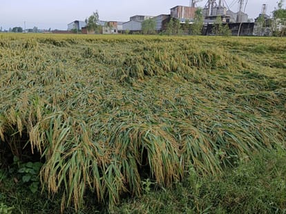Heavy rain accompanied by strong wind, harvesting of paddy stopped