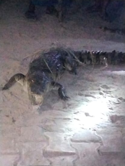 Villagers caught the crocodile entering the house