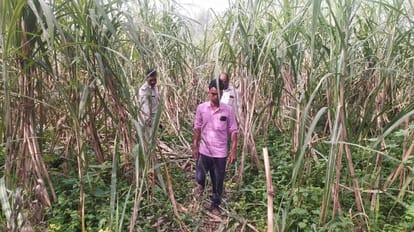 Elephants again destroyed sugarcane and paddy crops at night