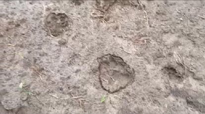 Tiger footprints found in fields near Amariyakalan
