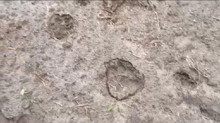 Tiger footprints found in fields near Amariyakalan