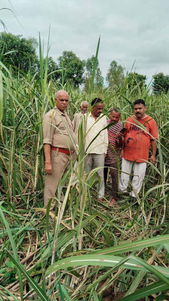 Elephants again trample the sugarcane crop