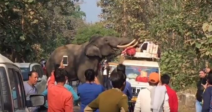'Rangbaaz' elephant used to extort money on the highway