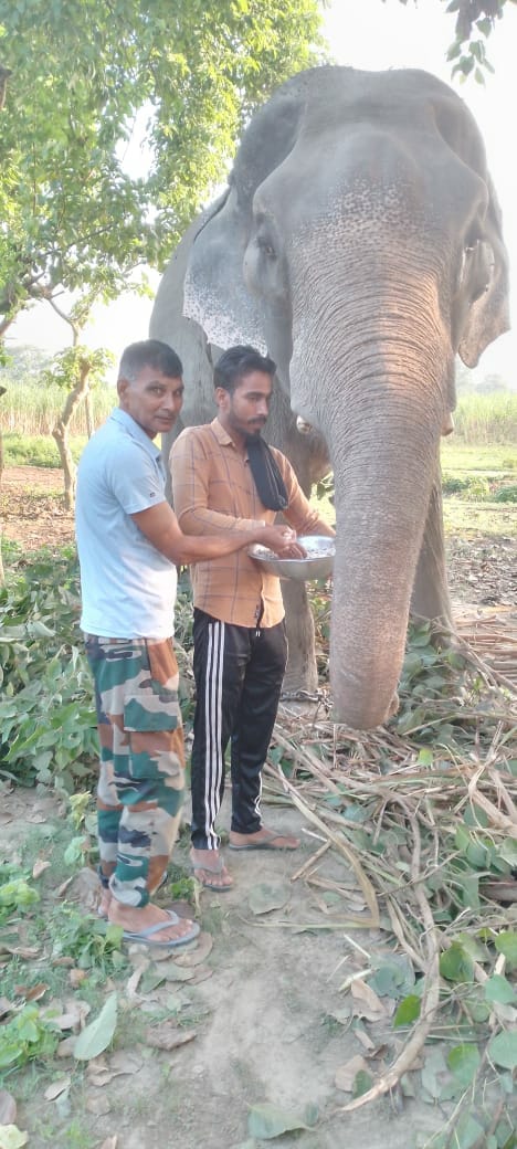 Dudhwa's pet elephant Jai Singh's health deteriorated, suspected of TB