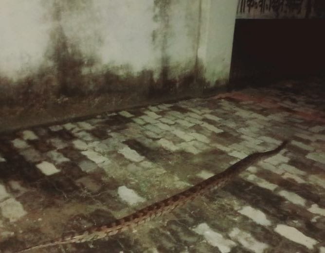 Python entered power substation