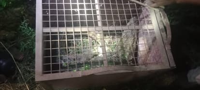 Crocodile entered the house after coming out of Apsara river