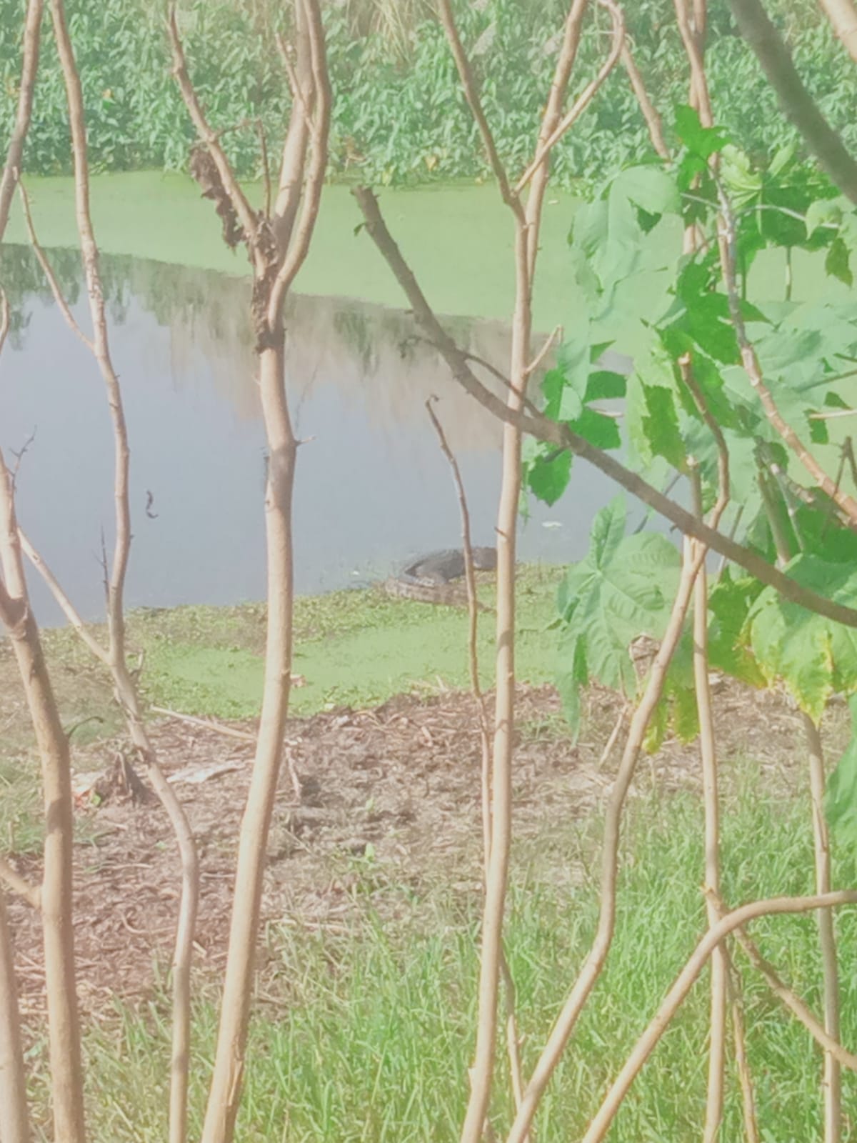 Crocodile seen in the pond of village Daheli Aligarh