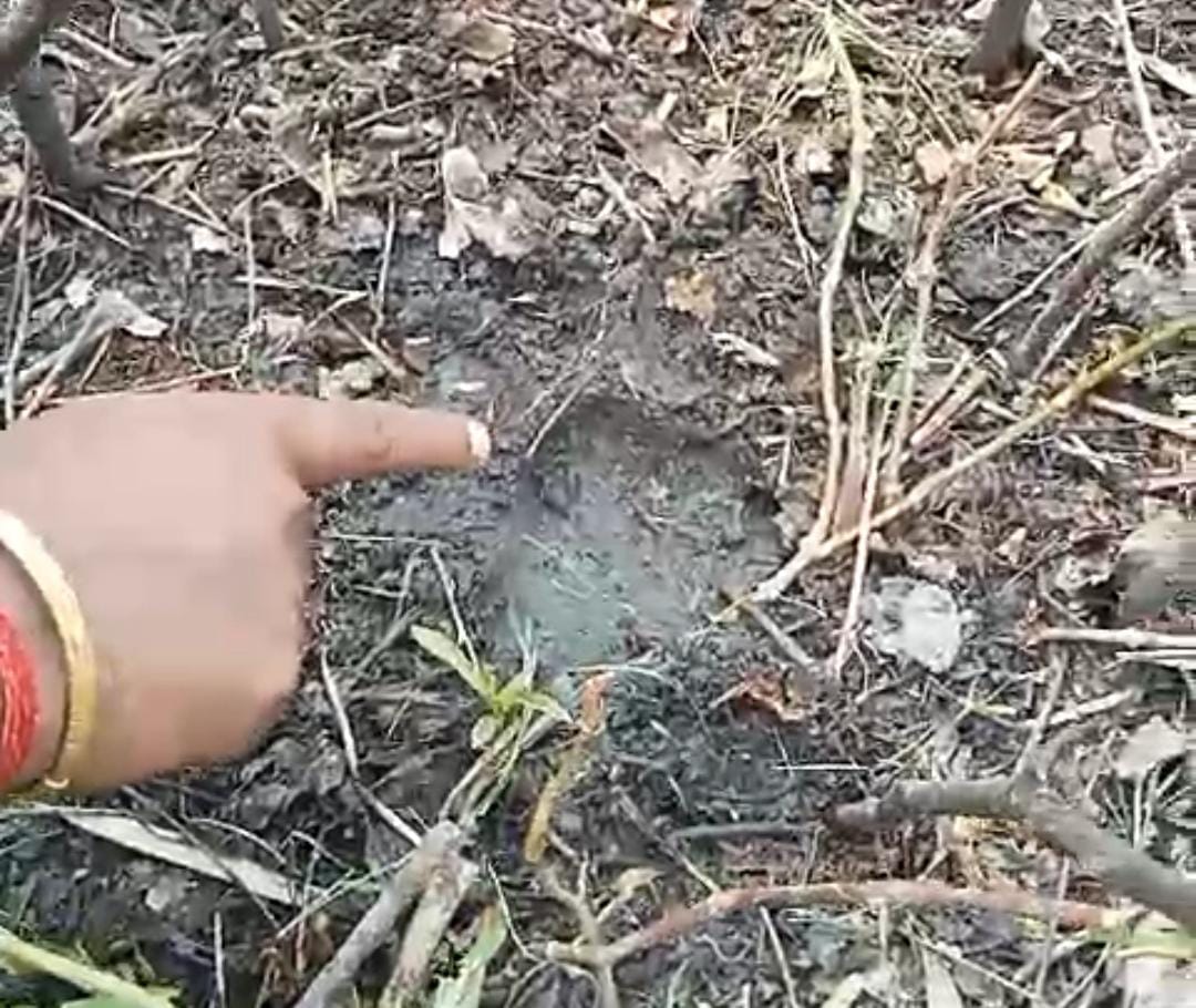 Tiger now kills calf near Mathna Resort
