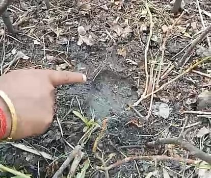 Pilibhit News: बाघ ने अब मथना रिसोर्ट के पास बछड़े को मारा Tiger now kills calf near Mathna Resort