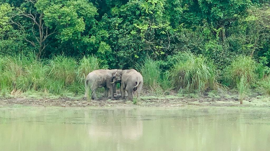 Three more elephants reached Madha forest from Nepal