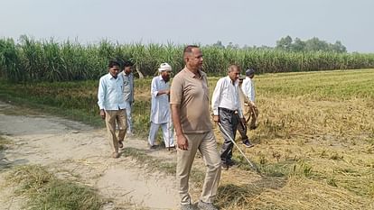 Pilibhit News: पुआल इकट्ठा कर रहे किसान पर झपटा बाघ, बाल-बाल बचा Tiger pounces on farmer collecting straw, narrowly escaped