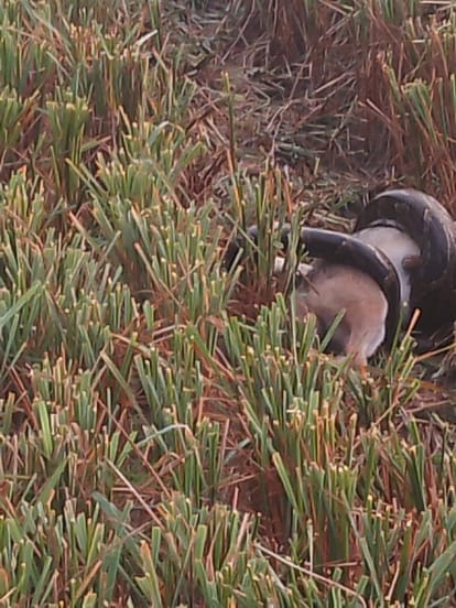The python made a bite of the jackal in the field