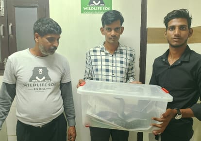 Cobra injured due to falling girder, sent to Delhi for treatment