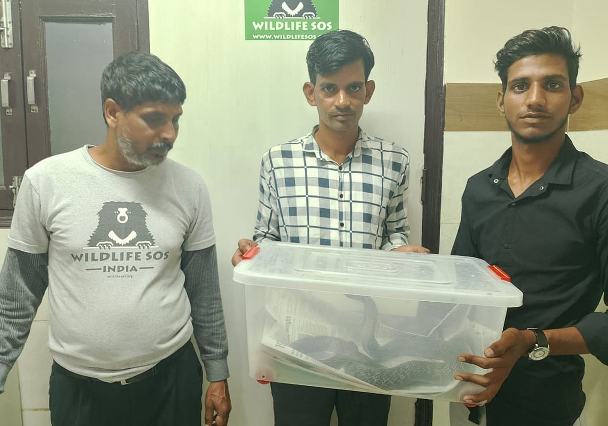 Cobra injured due to falling girder, sent to Delhi for treatment