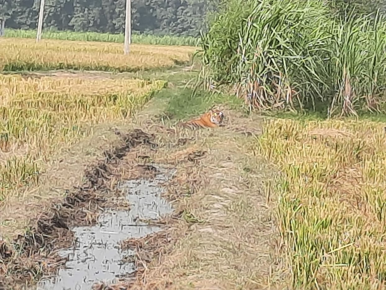 Nepali elephants broke the pumping set, destroyed the ponds lying in the fields.