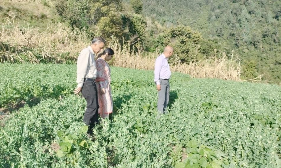 Pea crop affected by rust, officials reached fields to investigate