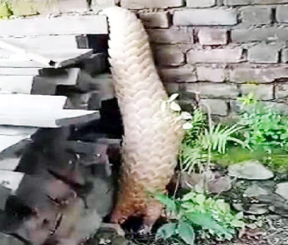 Rare endangered pangolin found, will be released into the wild
