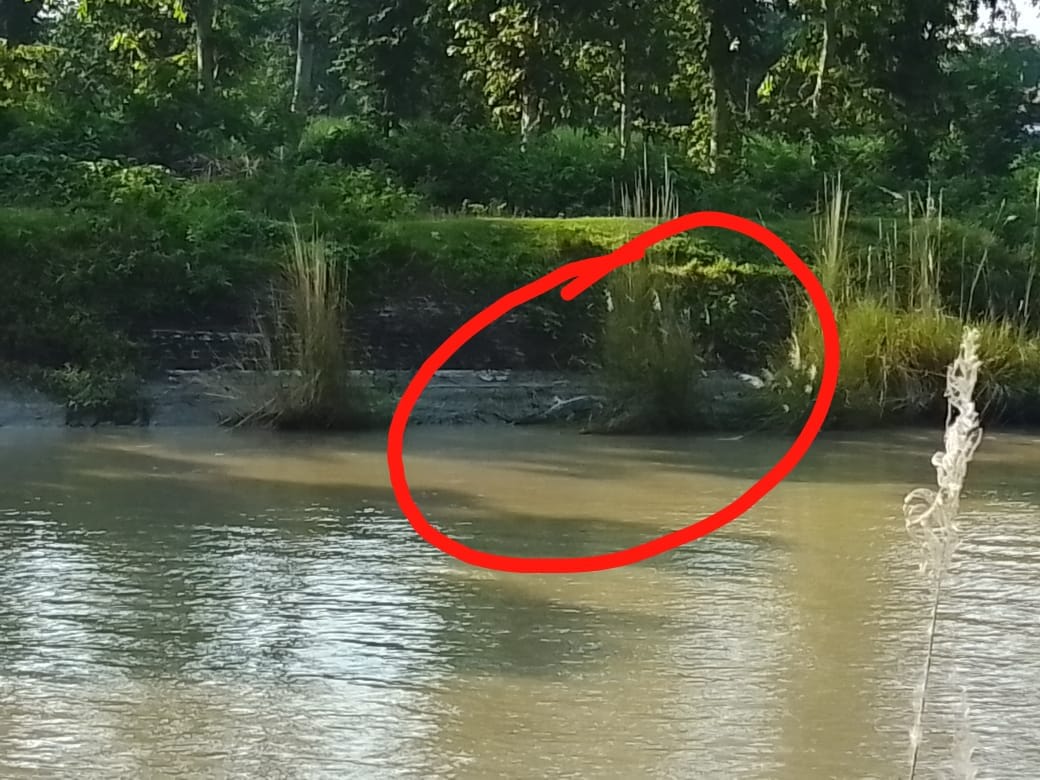 Crocodile visible in main western Gandak canal for four days