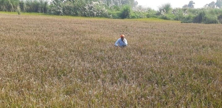 Drought like situation in the district due to harsh weather, farmers worried