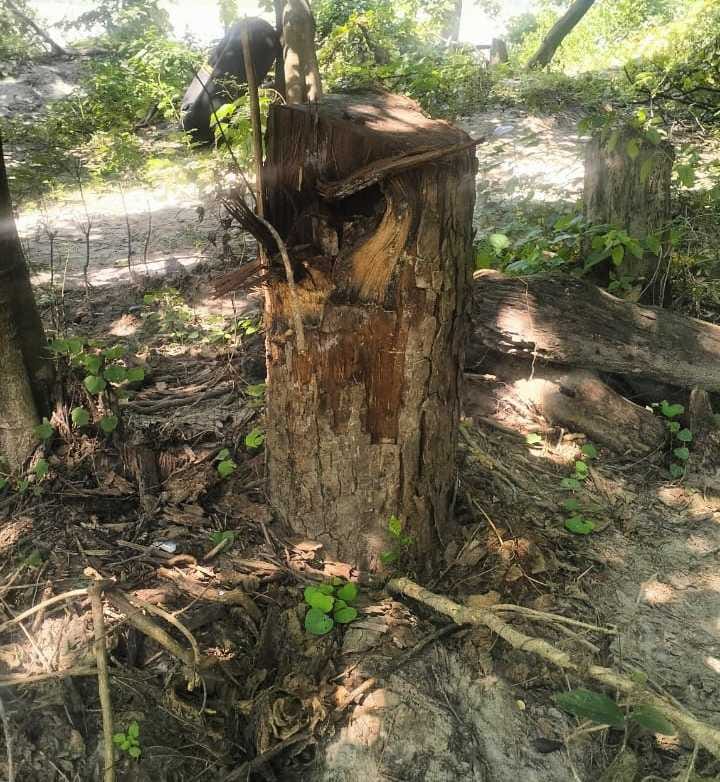 Nepalese cut down four trees from the Indian forest adjacent to No Mansland