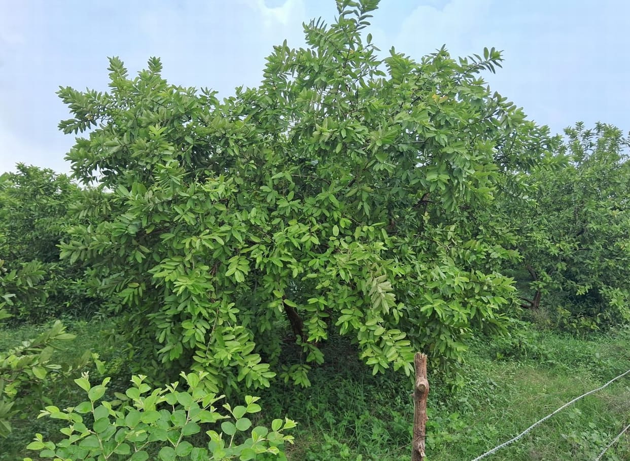 Guava of Kakrala affected by Ukhata disease in Budaun