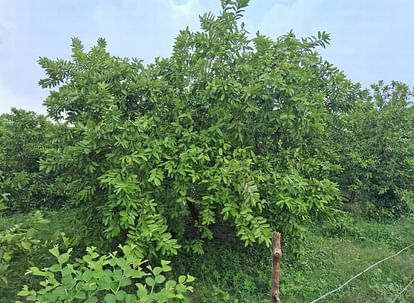 Pilibhit News: उखटा से संकट में ककराला के अमरूद की पहचान... मुश्किल में बागवान Identification of Guava of Kakrala in trouble due to Ukhta, gardeners in trouble