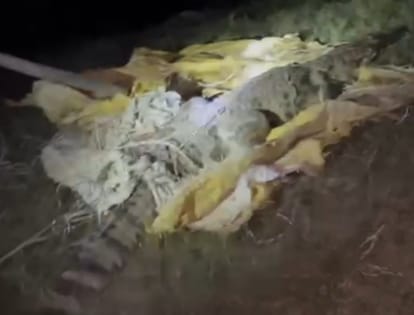 Trouble: Crocodile entered the village from the pond