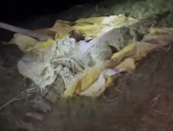 Trouble: Crocodile entered the village from the pond