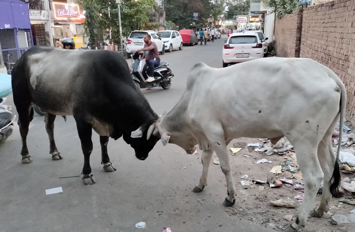 Municipal Council started a campaign to catch Nandi in the city