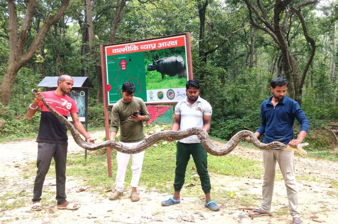 12 feet long snake came out of the forest and reached the village, creating panic