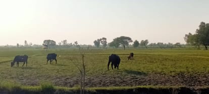 1500 identified, but only 286 flood victims got nominal compensation