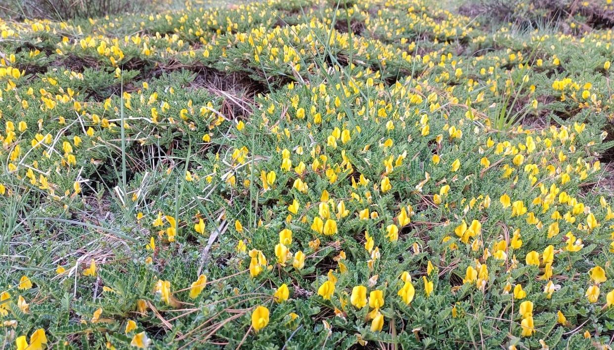 Uttarakhand News: Flower growers in Rudrapur will get Delhi prices