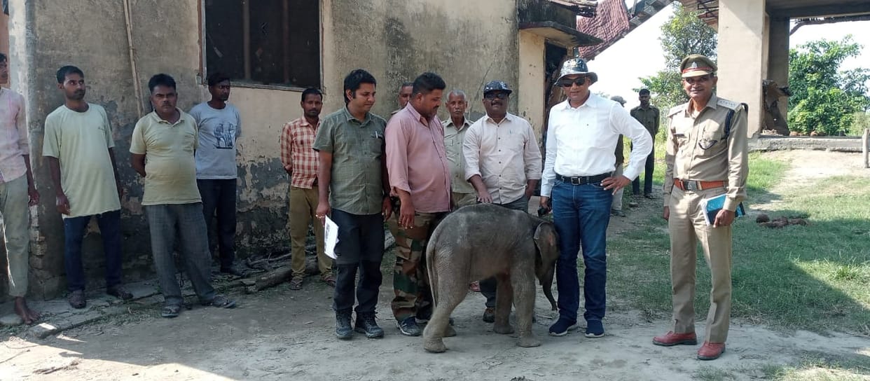The little elephant reached Dudhwa from Bijnor on Thursday night.