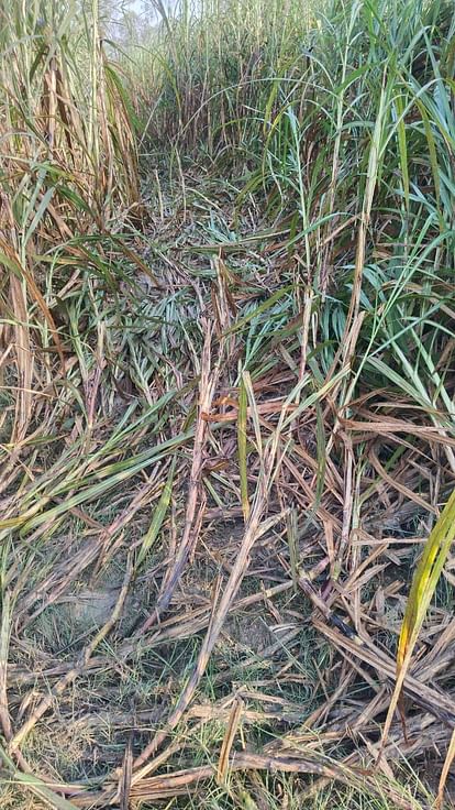 Pilibhit News: चंदिया हजारा में हाथियों का उत्पात, आठ किसानों की फसल रौंदी Elephants create havoc in Chandia Hazara, crops of eight farmers trampled