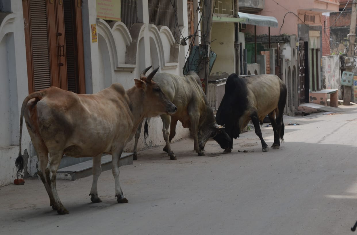 Scooty riding teenager dies due to collision with abandoned cattle, family's lamp extinguished