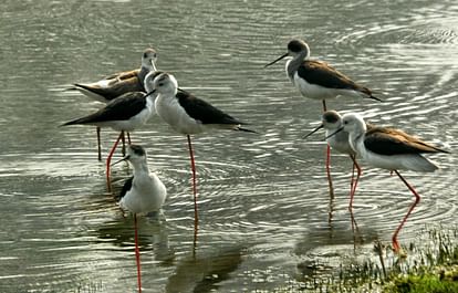 Pilibhit News: टाइगर रिजर्व के क्षेत्रों में पहुंचे श्रीलंका और पाकिस्तान के साथ नार्थ वेस्ट इंडिया से परिंदे Birds from North West India along with Sri Lanka and Pakistan reached the areas of Tiger Reserve.