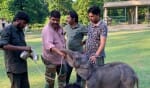 नन्हीं हथिनी गौरी को बोतल से दूध पिलाते वन कर्मी