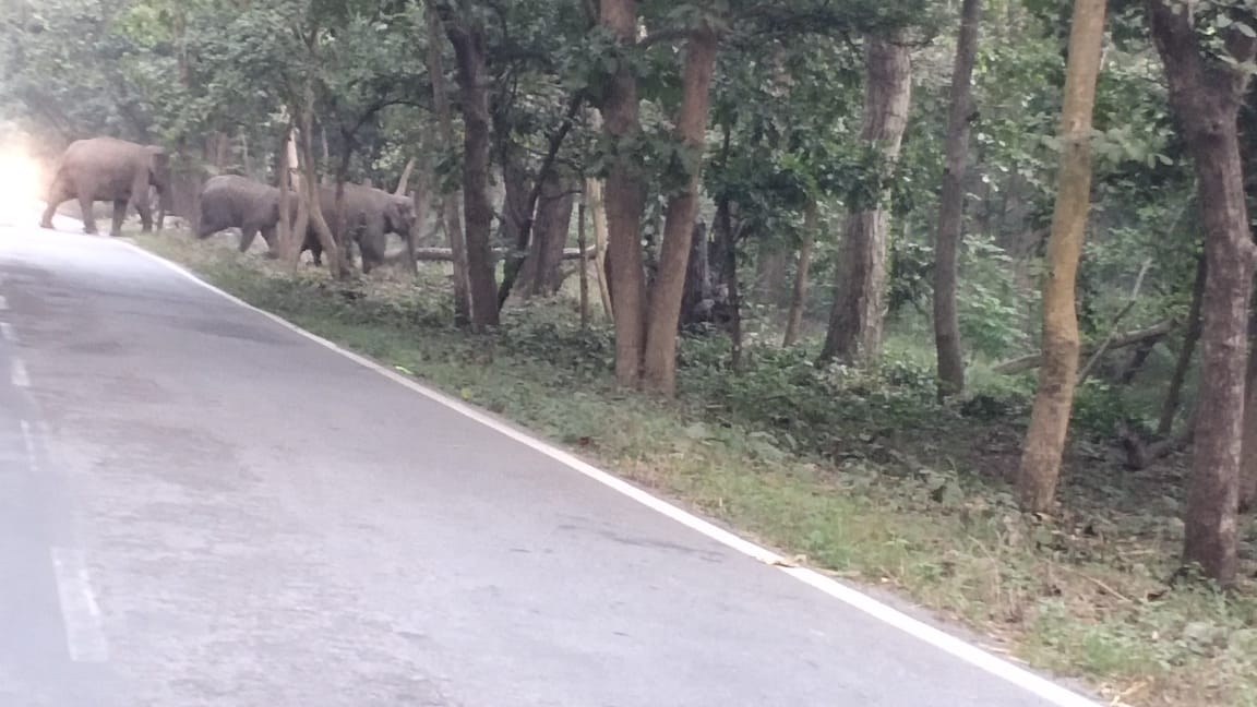 Another group of wild elephants from Nepal reached Madha forest