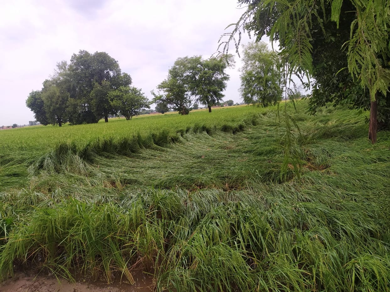 Due to rain coupled with strong wind, paddy crop fell in the fields, 30 electric poles and 40 trees were broken.