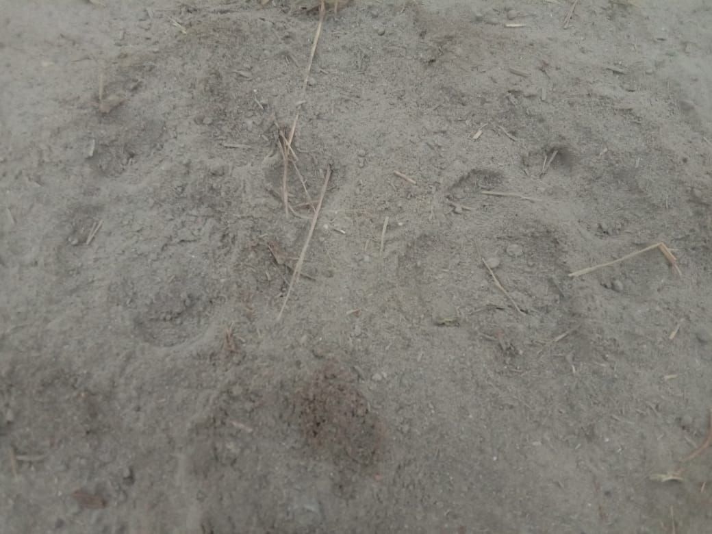 Villagers of Kundi saw leopard