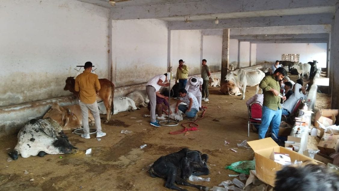 Condition of 45 cows worsened due to being given fried food on Shraddha Amavasya, 10 cows died, angry Gosevaks blocked the road