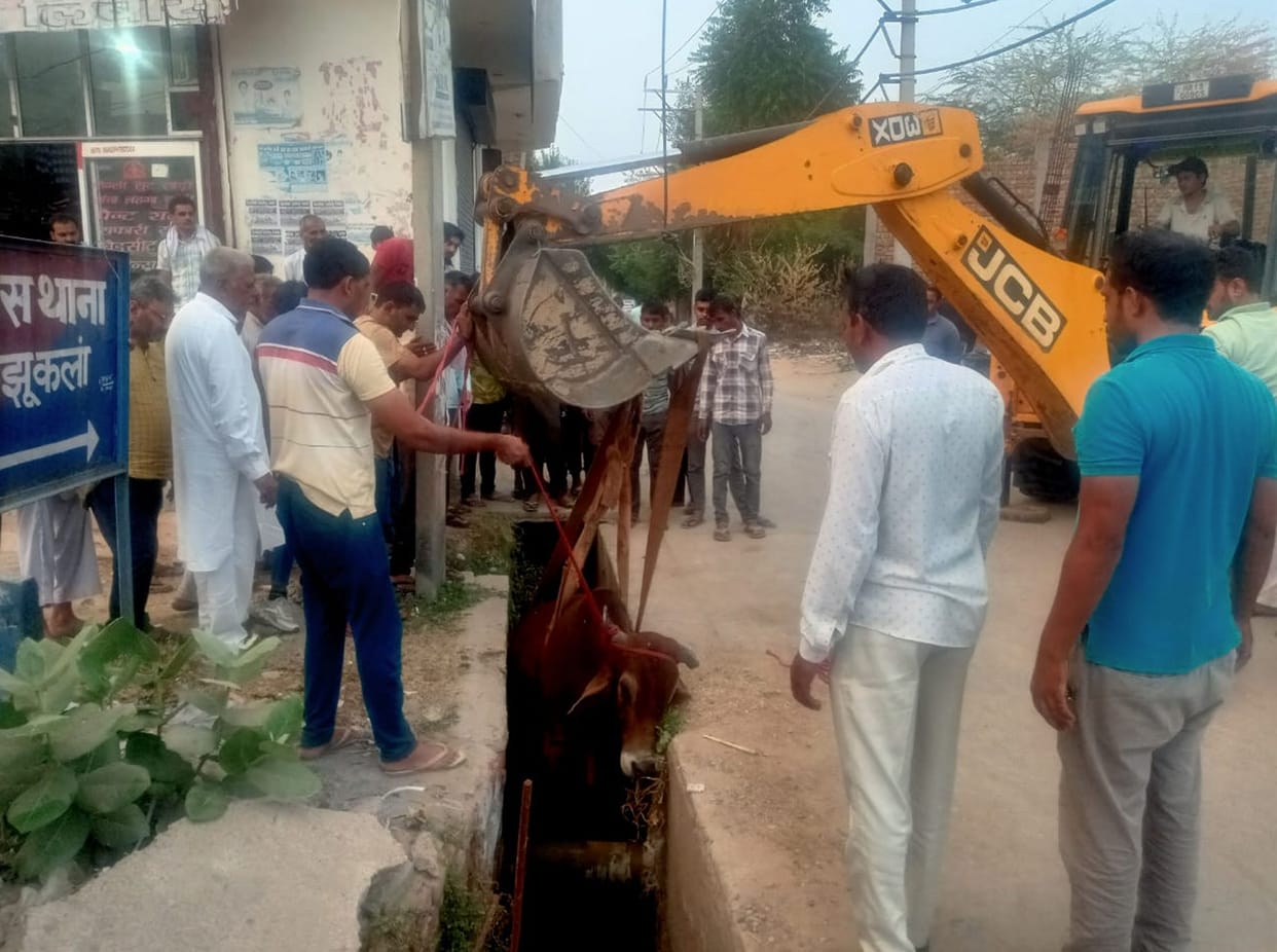 Bull fell into drain while fighting, pulled out by JCB