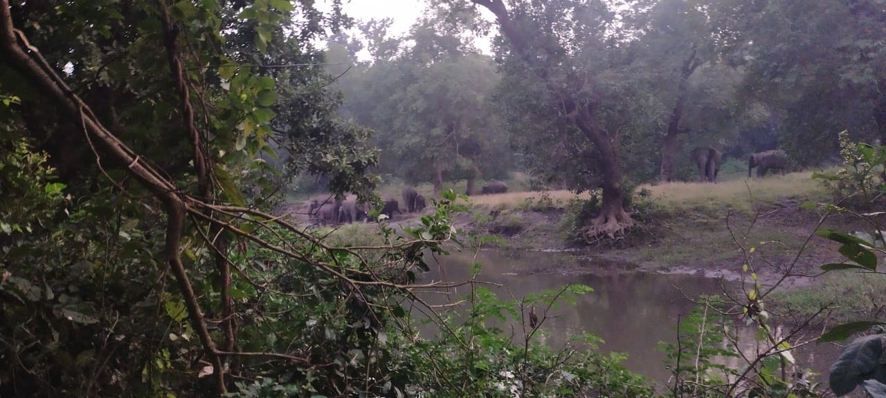 Herd of elephants destroyed crops